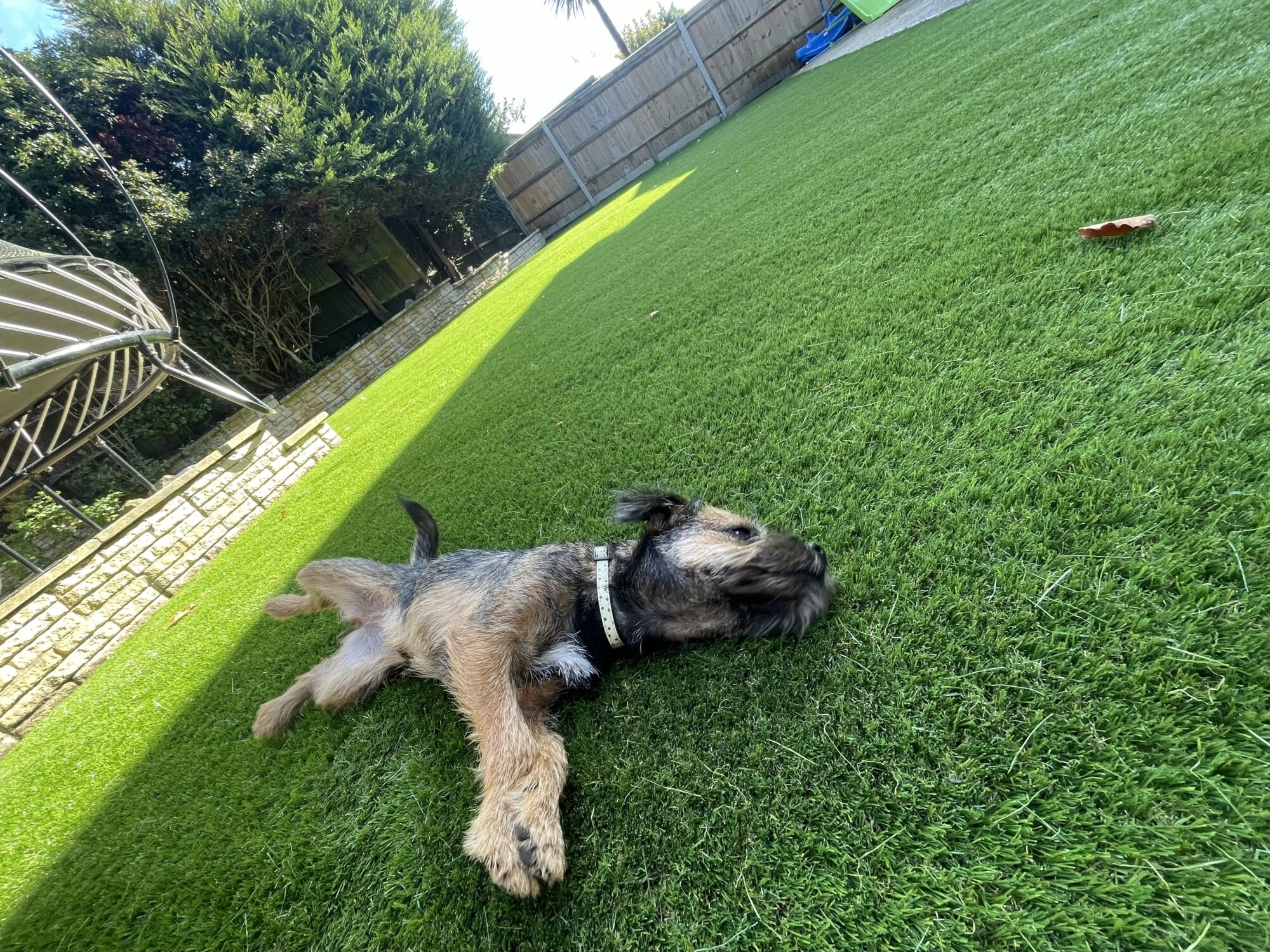 Pet Friendly Artificial Grass in Irving, TX